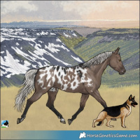 Horse Color:Liver Red Dun Mushroom Near Leopard 