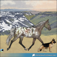 Horse Color:Liver Red Dun Mushroom Near Leopard 