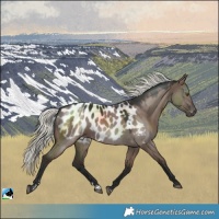 Horse Color:Liver Red Dun Mushroom Near Leopard 