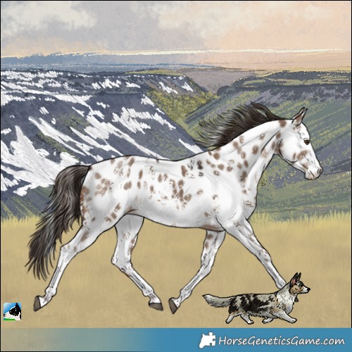 Horse Color:Liver Red Dun Sabino Leopard