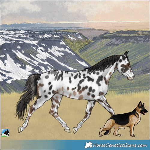 Horse Color:Liver Chestnut Appaloosa Rabicano