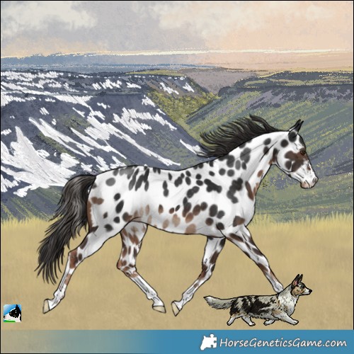 Horse Color:Liver Chestnut Leopard Rabicano