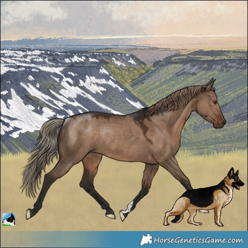 Horse Color:Liver Red Dun Rabicano