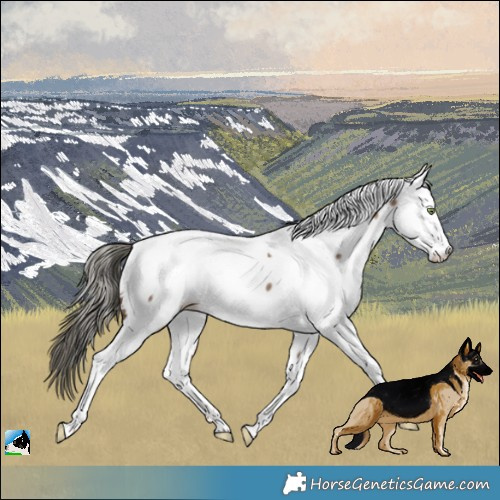 Horse Color:Liver Red Dun Mushroom Appaloosa