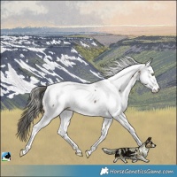 Horse Color:Liver Red Dun Mushroom Fewspot 