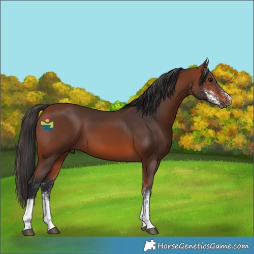Horse Color:White Spotted Bay Tobiano 