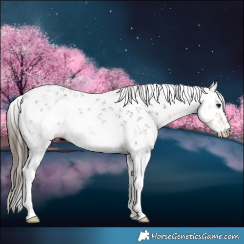 Horse Color:White Spotted Buckskin Sabino Rabicano