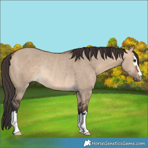 Horse Color:Bay Dun Rabicano 