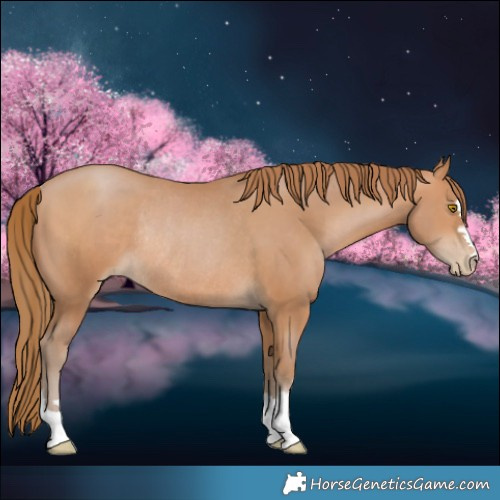 Horse Color:Brown Pearl Rabicano