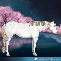 Horse Color:Bay Pearl Dun Sabino 