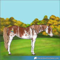 Horse Color:White Spotted Chestnut