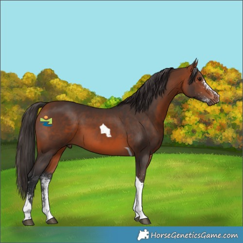 Horse Color:White Spotted Bay Tobiano Rabicano 