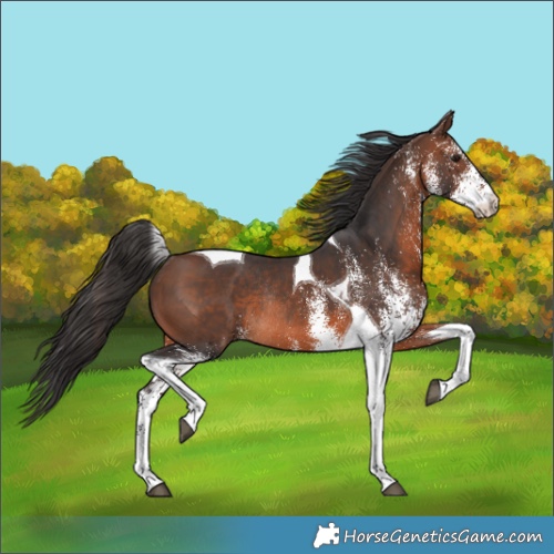 Horse Color:White Spotted Brown Tobiano Rabicano 