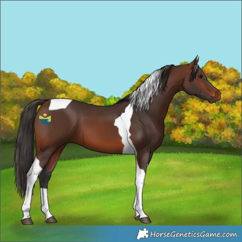 Horse Color:Brown Tobiano