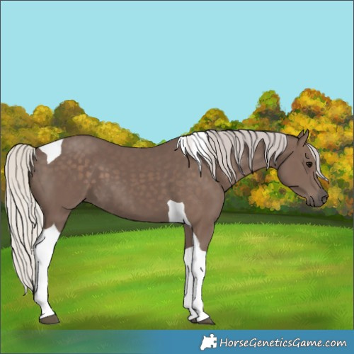 Horse Color:Silver Black Tobiano 