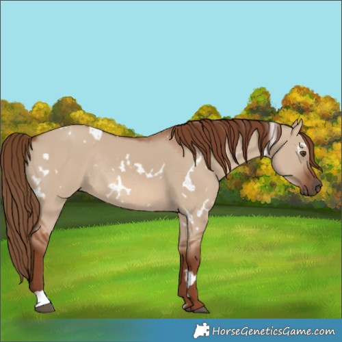 Horse Color:White Spotted Red Dun Rabicano 