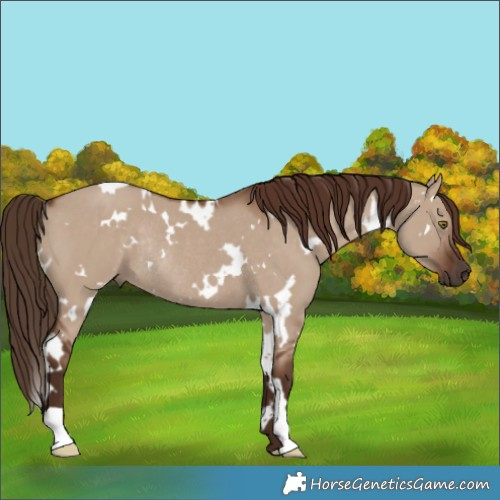 Horse Color:White Spotted Liver Red Dun Rabicano 