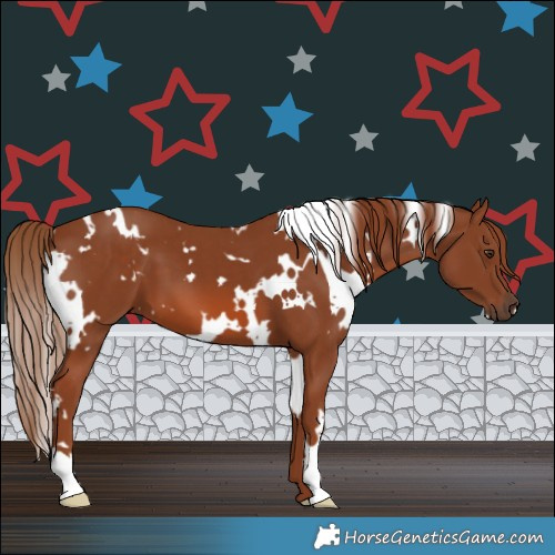 Horse Color:White Spotted Chestnut 