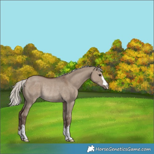 Horse Color:Silver Grullo Rabicano