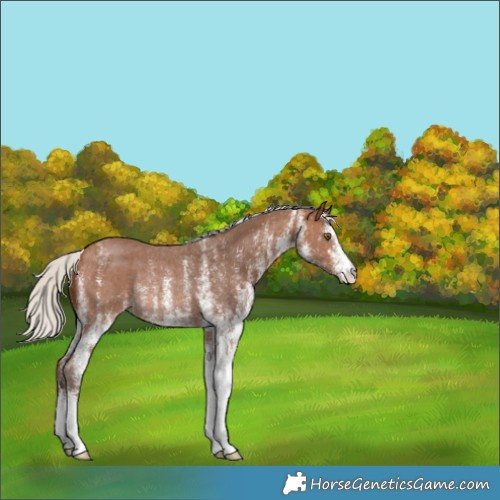 Horse Color:White Spotted Silver Brown Rabicano