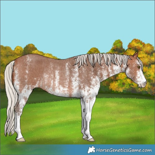 Horse Color:White Spotted Silver Brown Rabicano