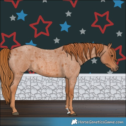 Horse Color:Red Roan 