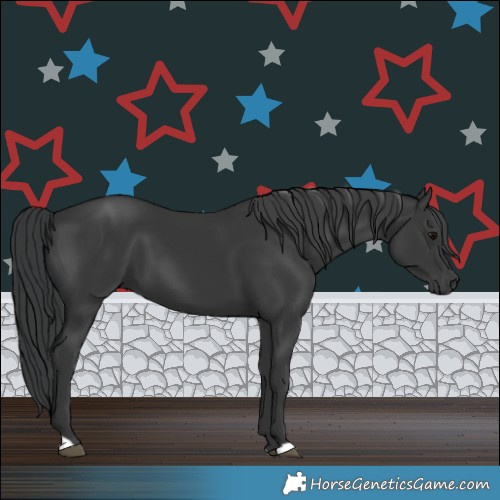 Horse Color:Black 
