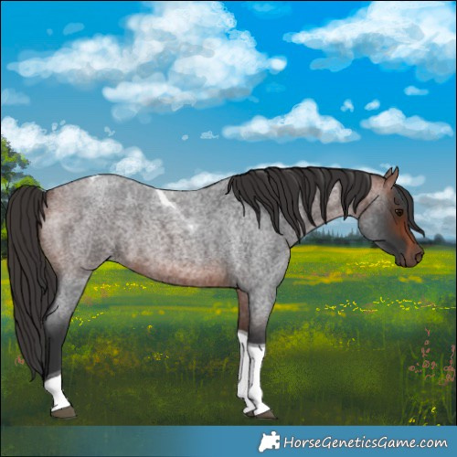 Horse Color:Bay Roan Tobiano 