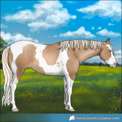 Horse Color:Chocolate Palomino Snowdrop Splash Tobiano 