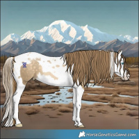 Horse Color:Buckskin Pearl Splash Tobiano