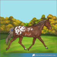 Horse Color:Chestnut Appaloosa 