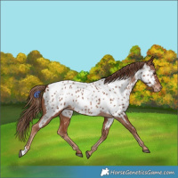 Horse Color:Chestnut Near Leopard 