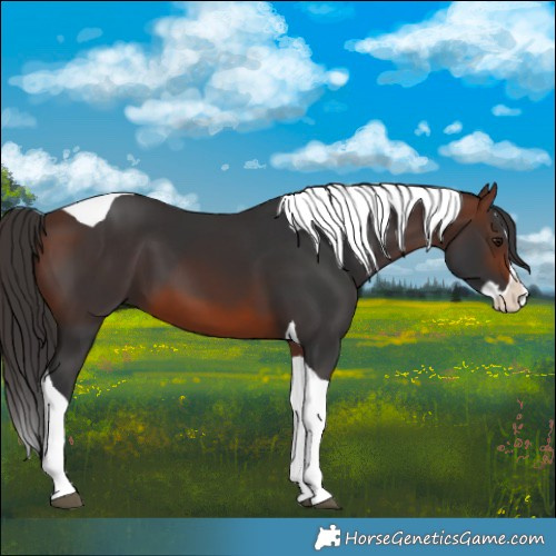 Horse Color:Brown Splash Tobiano 