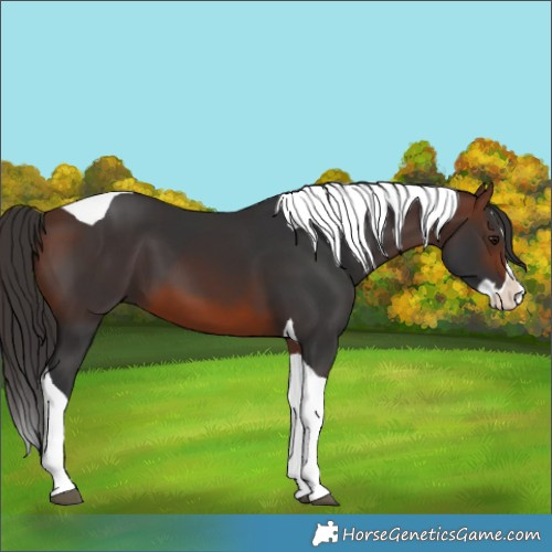 Horse Color:Brown Splash Tobiano 