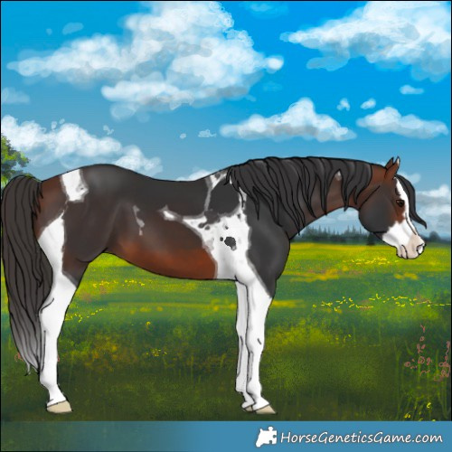 Horse Color:Bay Splash Tobiano 