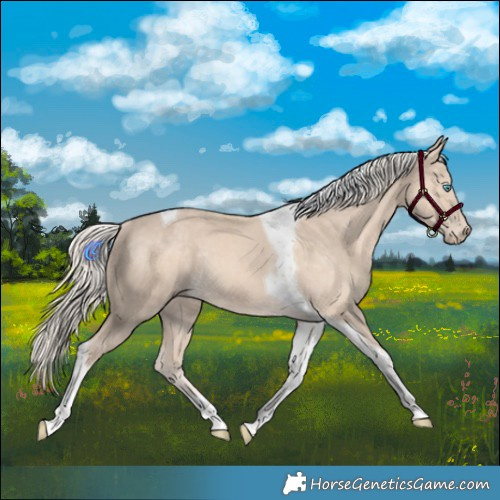 Horse Color:Cremello Tobiano Rabicano