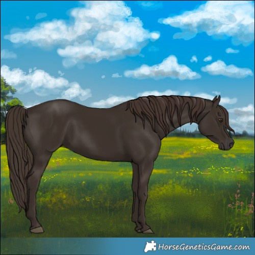 Horse Color:Liver Chestnut 