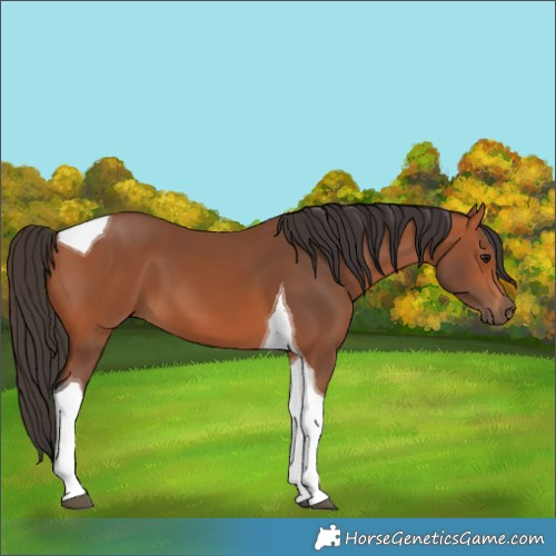 Horse Color:Bay Tobiano 