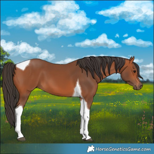 Horse Color:Bay Tobiano 