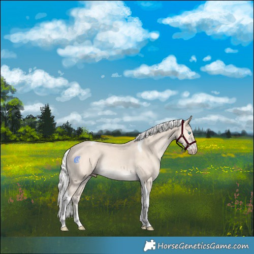 Horse Color:Silver Perlino Tobiano Rabicano 