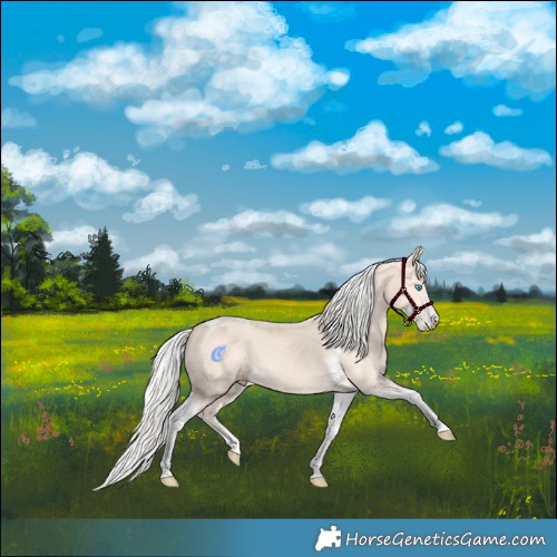 Horse Color:Silver Perlino Tobiano Rabicano 