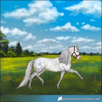 Horse Color:Silver Buckskin Sabino Rabicano