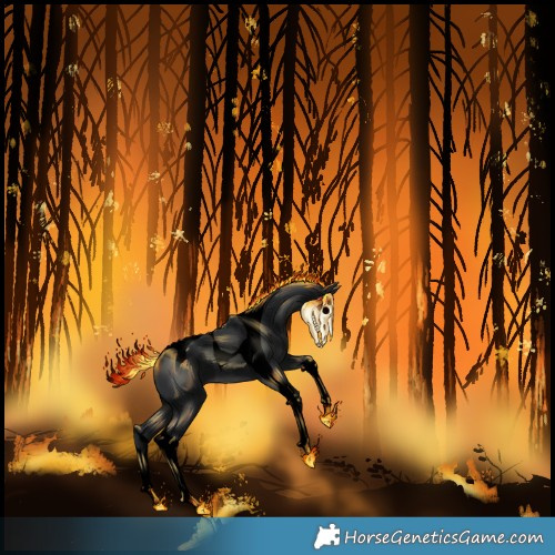 Horse Color:Void Black Tobiano Appaloosa Rabicano