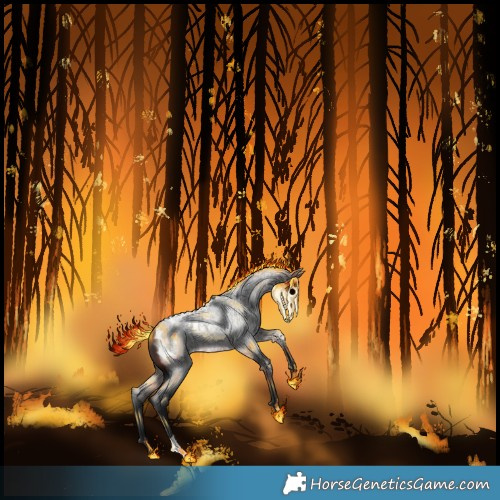 Horse Color:Brown Roan Appaloosa