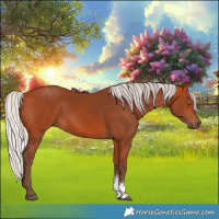 Horse Color:Silver Bay Sabino Rabicano 