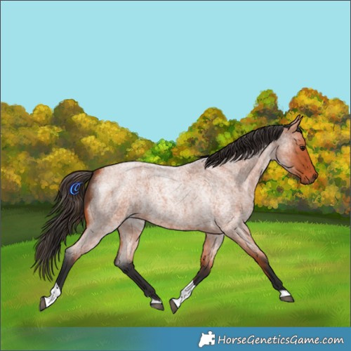 Horse Color:Bay Roan Tobiano 
