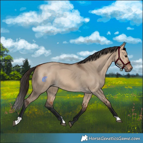 Horse Color:Bay Dun 