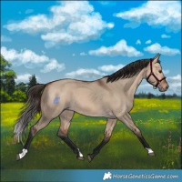 Horse Color:Bay Dun 