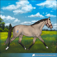 Horse Color:Bay Dun