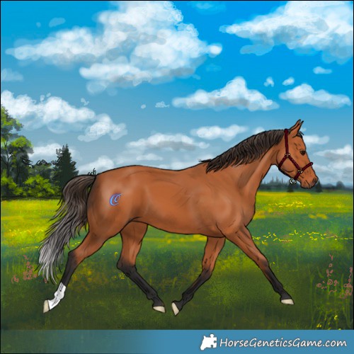 Horse Color:Bay 